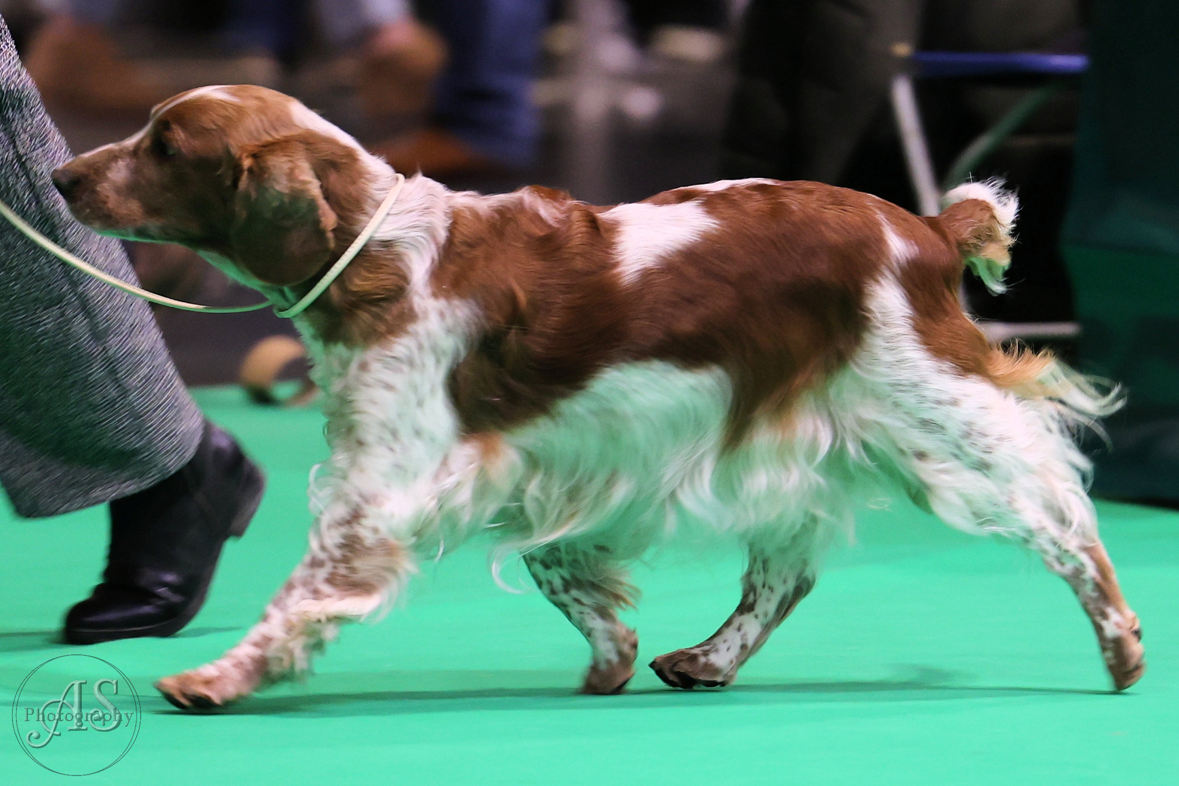 Gina @ Crufts 2024